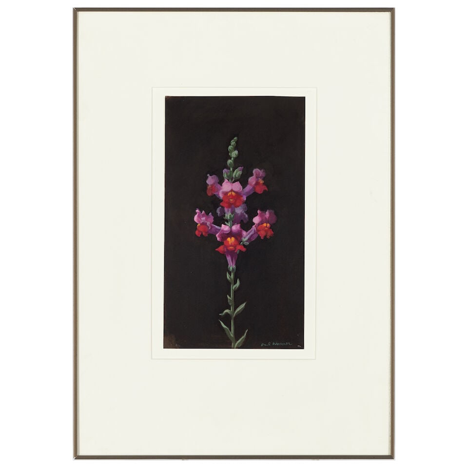 PAUL WONNER (1920-2008) Study of a Snapdragon 11 1/2 x 6 3/8 in (29.2 x 16.2 cm) (Executed in ci... - 2
