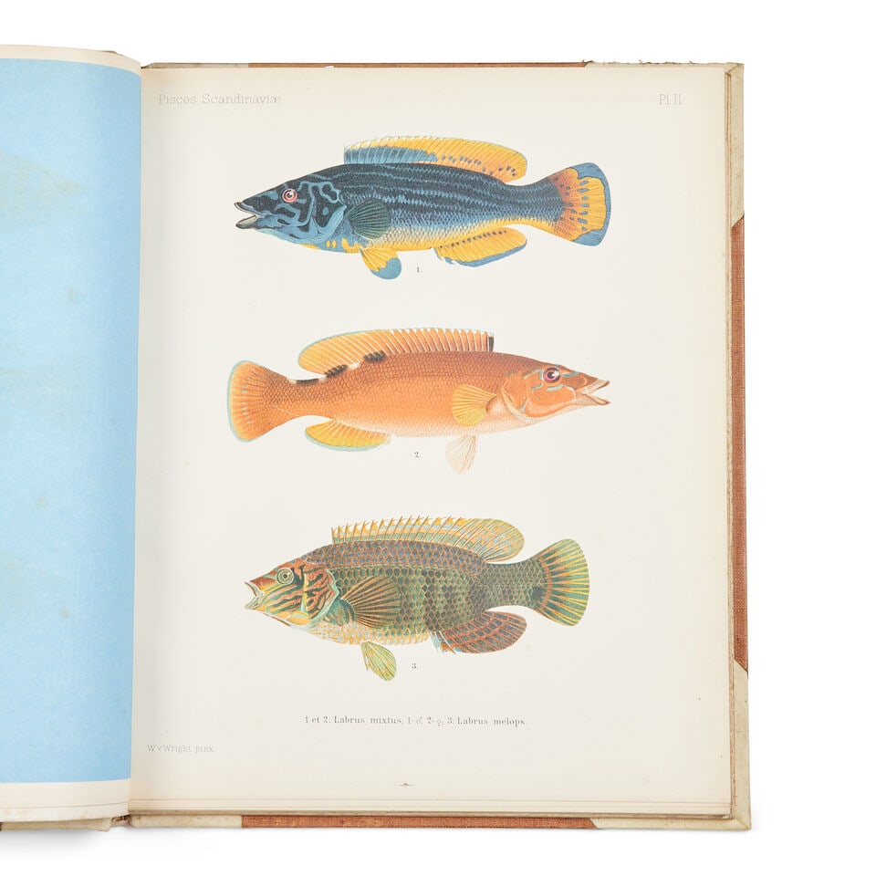 FRIES (BENGT FREDERIK) A History of Scandinavian Fishes, 3 vol., Stockholm, 1892-93 - 3