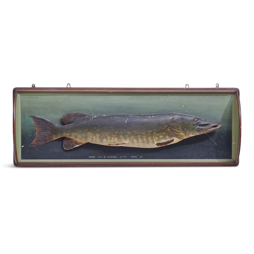 A cased pike by P D Malloch, Perth (3) - 3