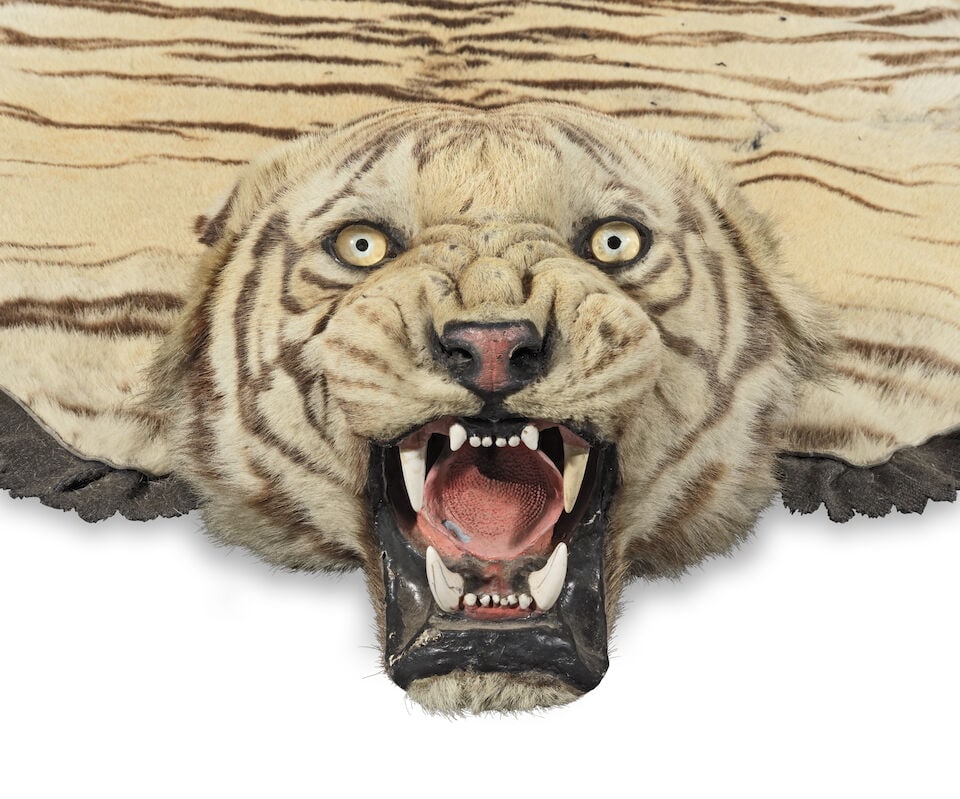 A good early 20th century Van Ingen tiger skin: A good early 20th century Van Ingen tiger skin the stuffed and mounted head with polished teeth and glass eyes, the back lined with cotton canvas with stencilled mark VAN INGEN & VAN INGEN, MYSORE,
