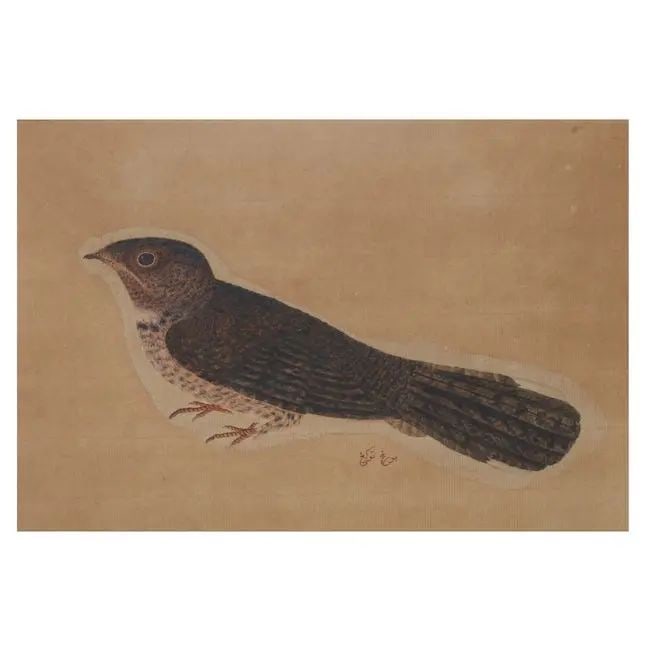 A study of a nightjar Company School, Calcutta, circa 1820-40: A study of a nightjar Company School, Calcutta, circa 1820-40 watercolour on watermarked paper, Persian inscription lower centre 190 x 275 mm. (sight) Footnotes: Provenance The collection of David How