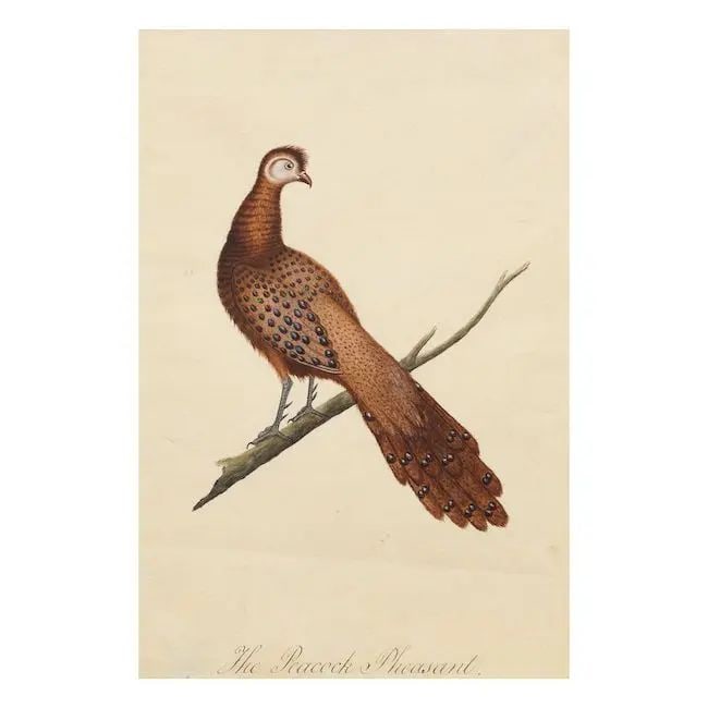 The Peacock Pheasant Company School, Calcutta, early 19th Century (1 of 1)