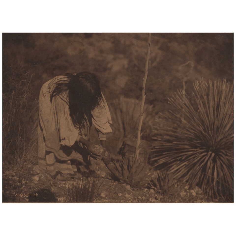 Edward Curtis Gelatin sliver print. CURTIS, EDWARD S. 1868-1952. Cutting Mescal, c.1906. - 2