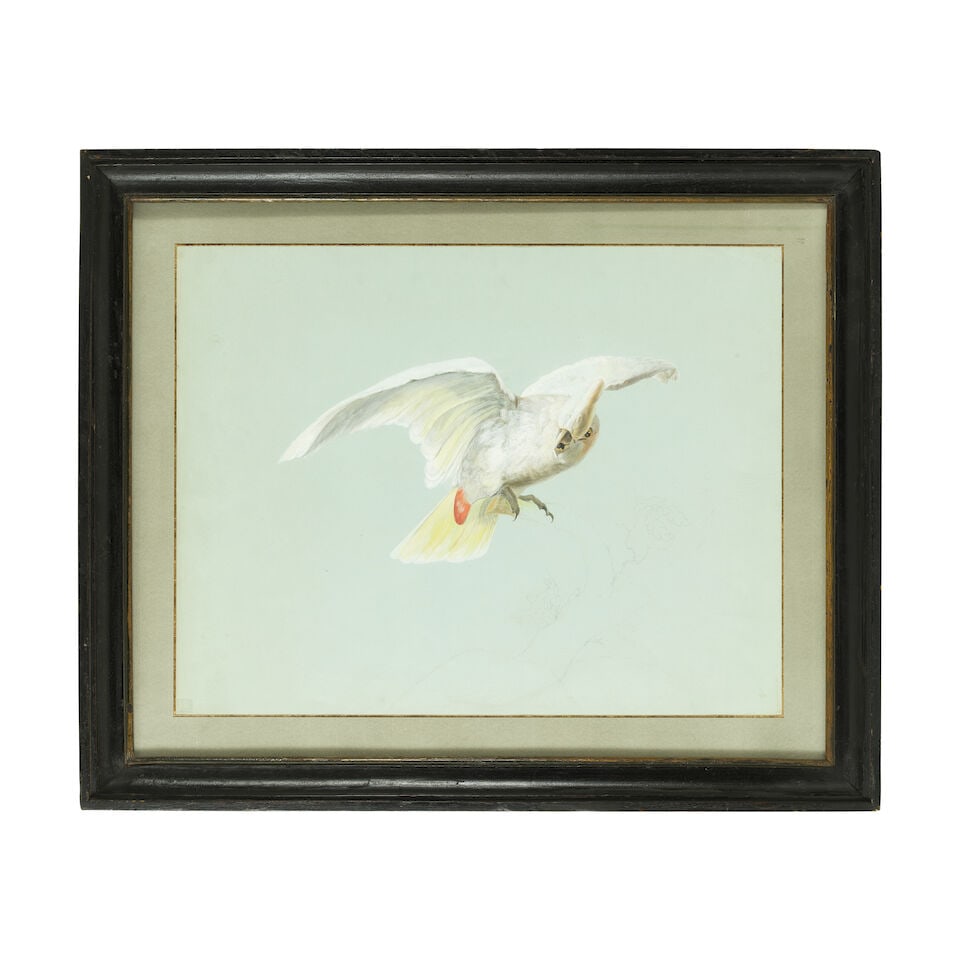 Antoine Chazal (Paris 1793-1854) Cacatoès aux ailes déployées - 2