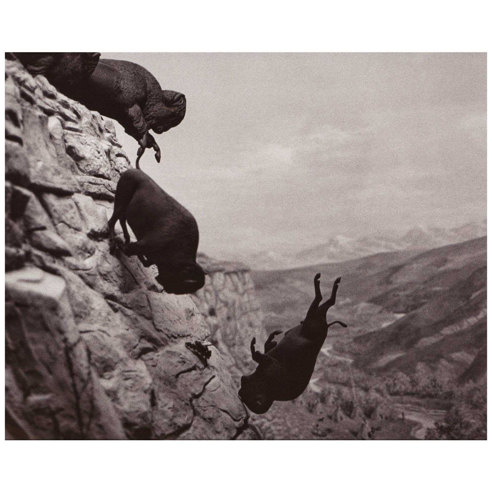 DAVID WOJNAROWICZ (1954-1992); 'Untitled' (Buffaloes); (1 of 1)