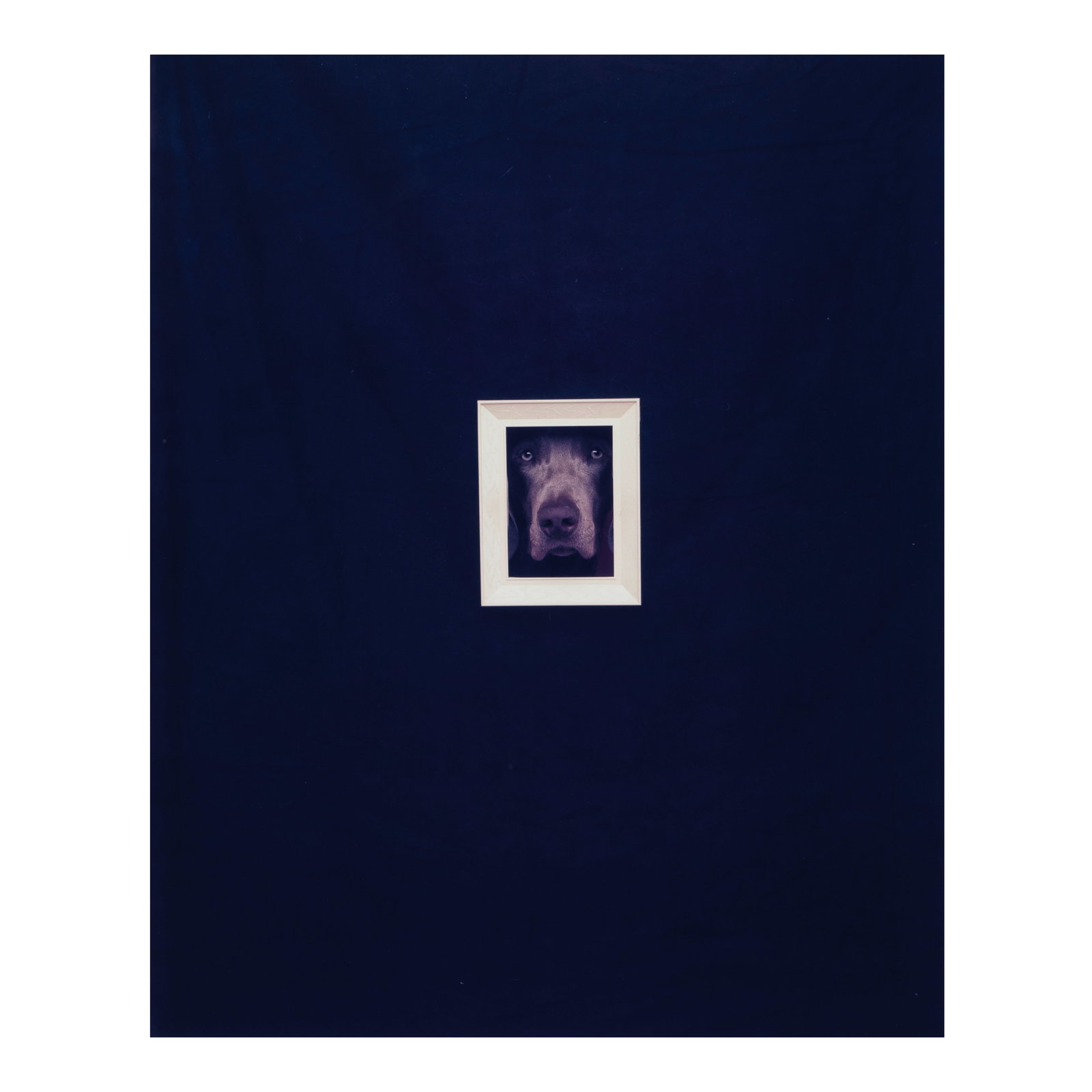WILLIAM WEGMAN (AMERICAN, BORN 1943); 'Framed Portrait'; (1 of 1)