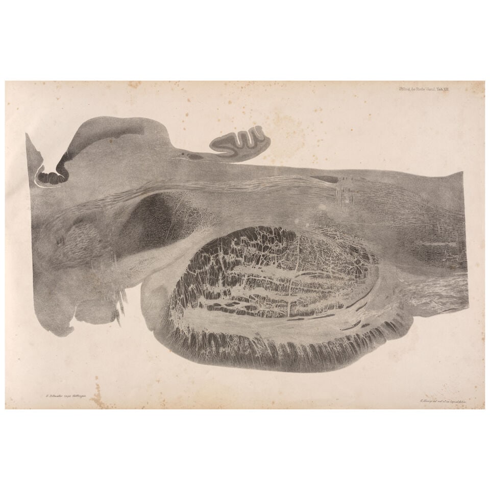 Stilling, Benedikt (1810-1879). Disquisitiones de structura protuberantia annularis sive pontis ... - 3