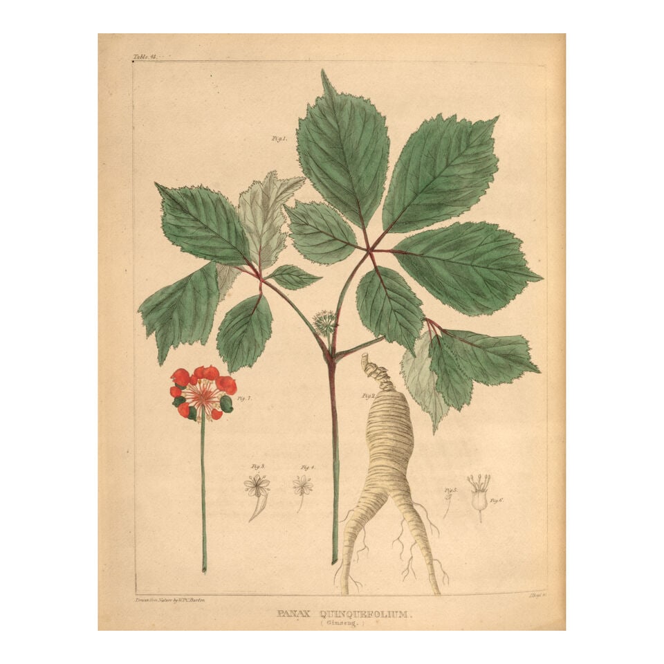 BARTON, WILLIAM P. C. 1786-1856. Vegetable materia medica of the United States; or medical botan... - 2