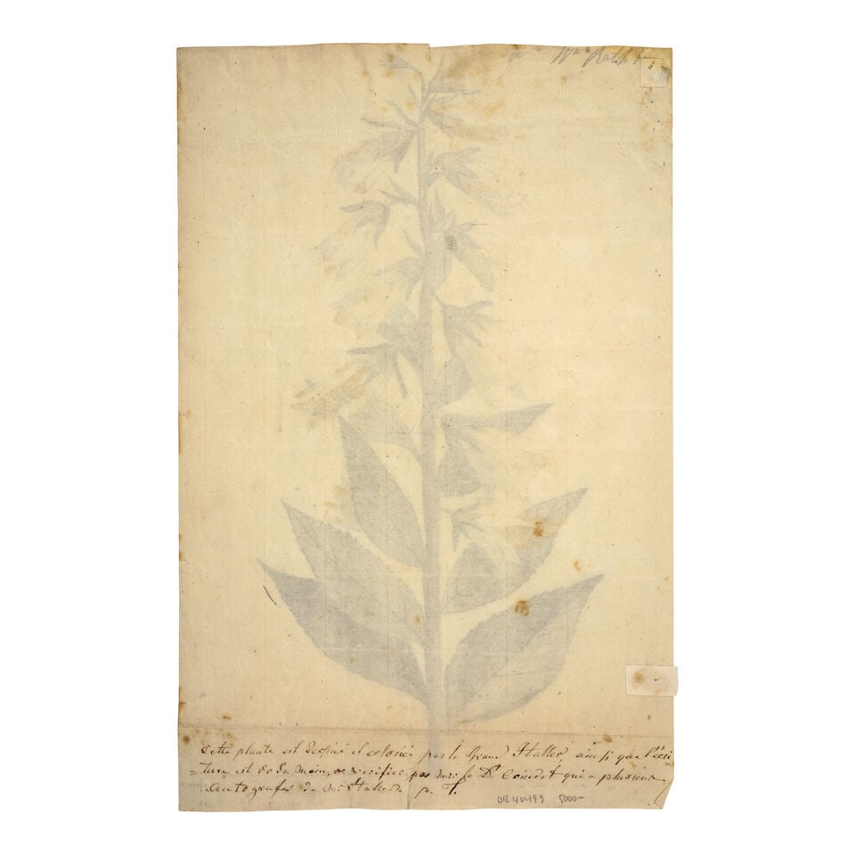 Original watercolor. Haller, Albrecht (1708-77). Campanula. N.p., n.d. - 2