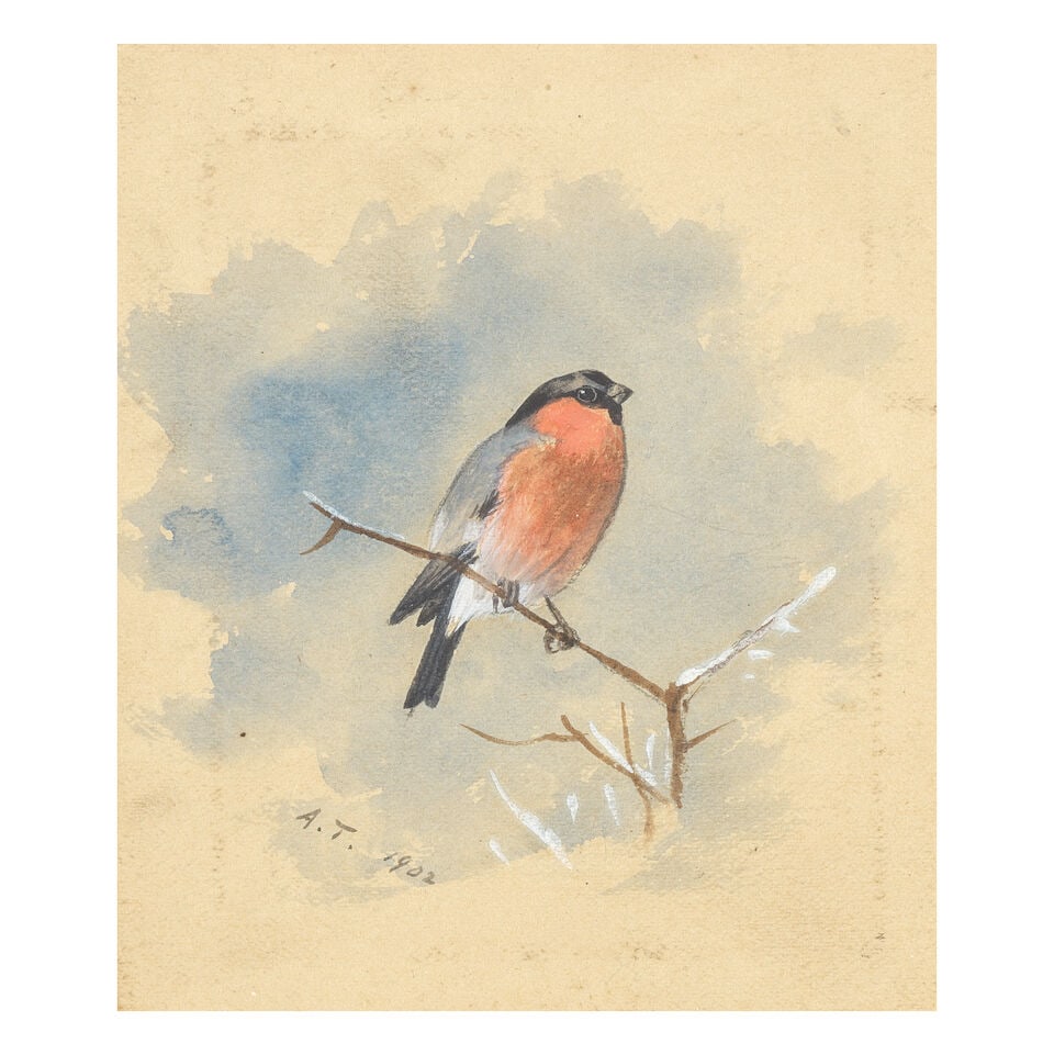 Archibald Thorburn (British, 1860-1935) Bullfinch: Archibald Thorburn (British, 1860-1935) Bullfinch signed with initials and dated 'A.T.1902' (lower left) watercolour heightened with white 11.5 x 9.5cm (4 1/2 x 3 3/4in). Footnotes: Provenance With W.