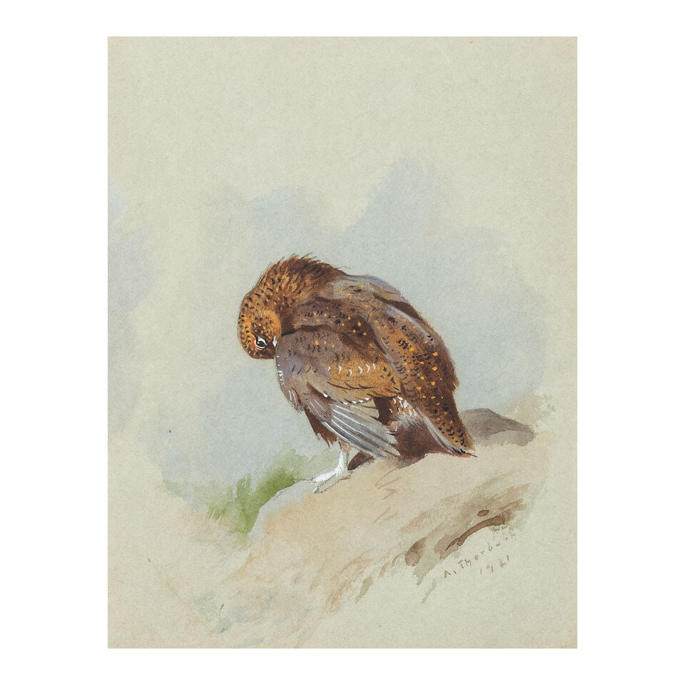 Archibald Thorburn (British, 1860-1935) Grouse preening: Archibald Thorburn (British, 1860-1935) Grouse preening signed and dated 'A Thorburn/1921' (lower right) watercolour heightened with white 17 x 13.5cm (6 11/16 x 5 5/16in). Footnotes: Provenance With 