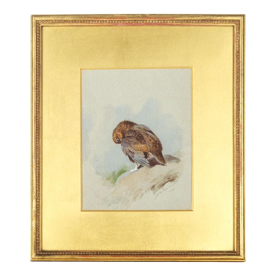 Archibald Thorburn (British, 1860-1935) Grouse preening - 2
