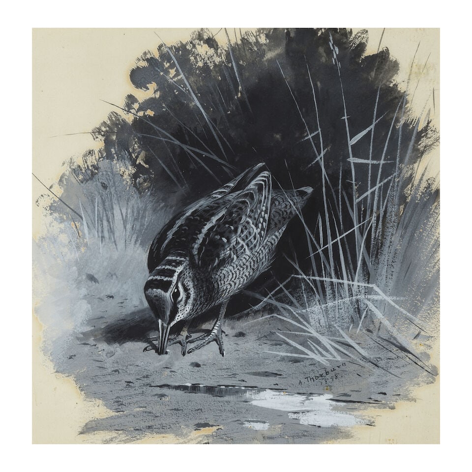 Archibald Thorburn (British, 1860-1935) Snipe (1 of 3)