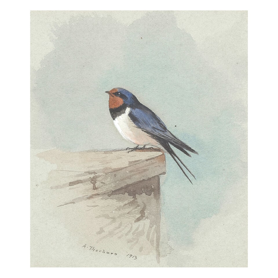 Archibald Thorburn (British, 1860-1935) Swallow: Archibald Thorburn (British, 1860-1935) Swallow signed and dated 'A.Thorburn 1913' (lower centre) watercolour heightened with white 11.5 x 9.5cm (4 1/2 x 3 3/4in). Footnotes: Provenance With W.L. Embl