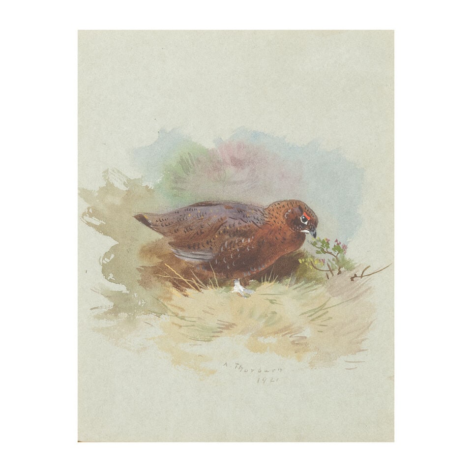Archibald Thorburn (British, 1860-1935) Grouse in grass: Archibald Thorburn (British, 1860-1935) Grouse in grass signed and dated 'A Thorburn/1921' (lower centre) watercolour heightened with white 17 x 13.5cm (6 11/16 Footnotes: Provenance With A.