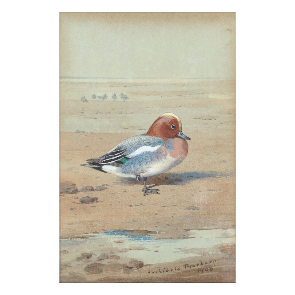 Archibald Thorburn (British, 1860-1935) Wigeon: Archibald Thorburn (British, 1860-1935) Wigeon signed and dated 'Archibald Thorburn/1908' (lower right) watercolour heightened with white 18 x 12cm (7 1/16 x 4 3/4in). Footnotes: Provenance Private co