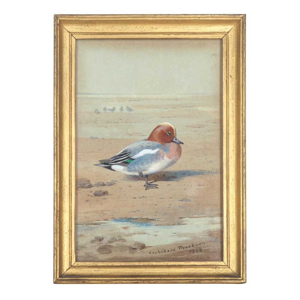 Archibald Thorburn (British, 1860-1935) Wigeon - 2