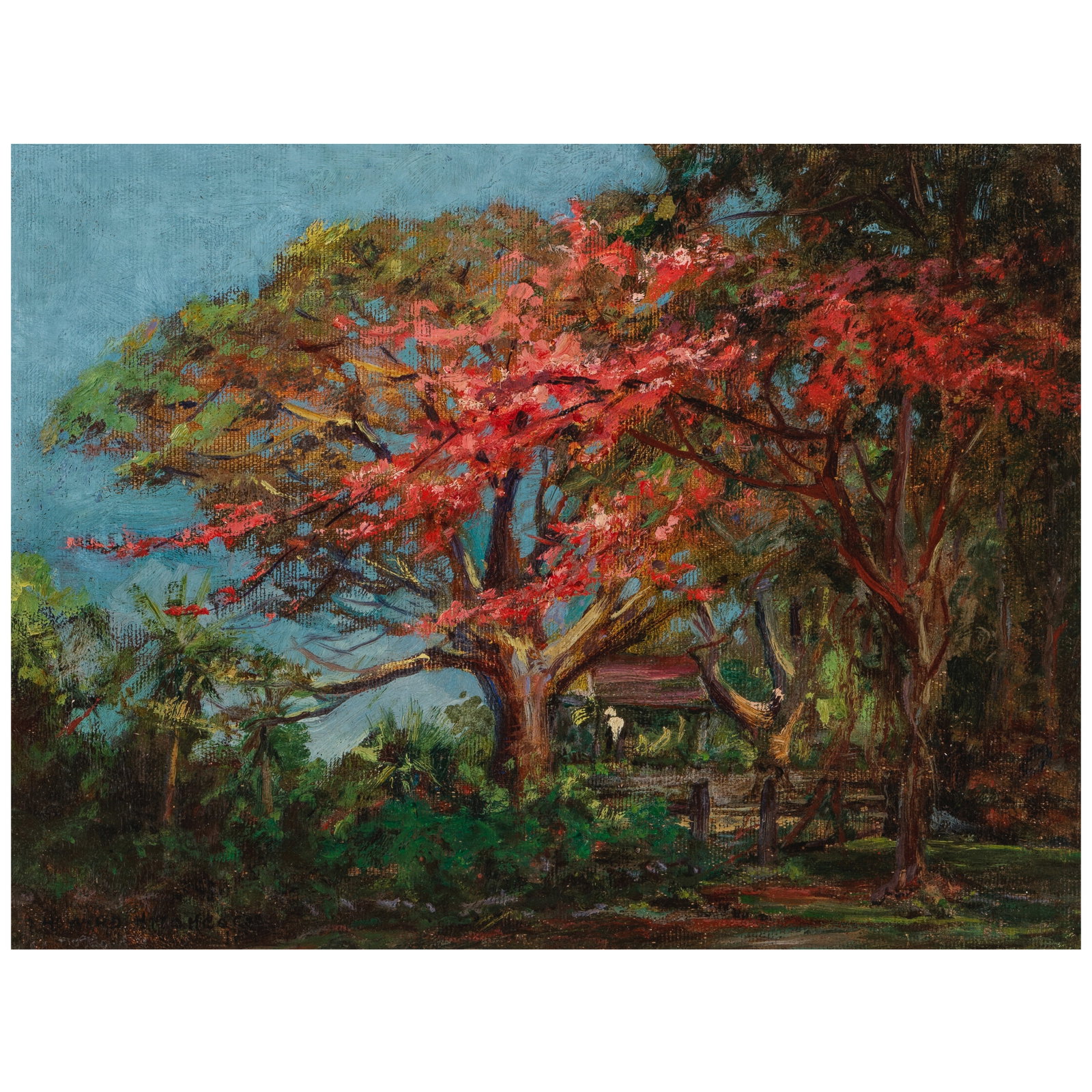 David Howard Hitchcock (1861-1943) Royal Poinciana Trees in Bloom 12 x 16 in. (1 of 1)