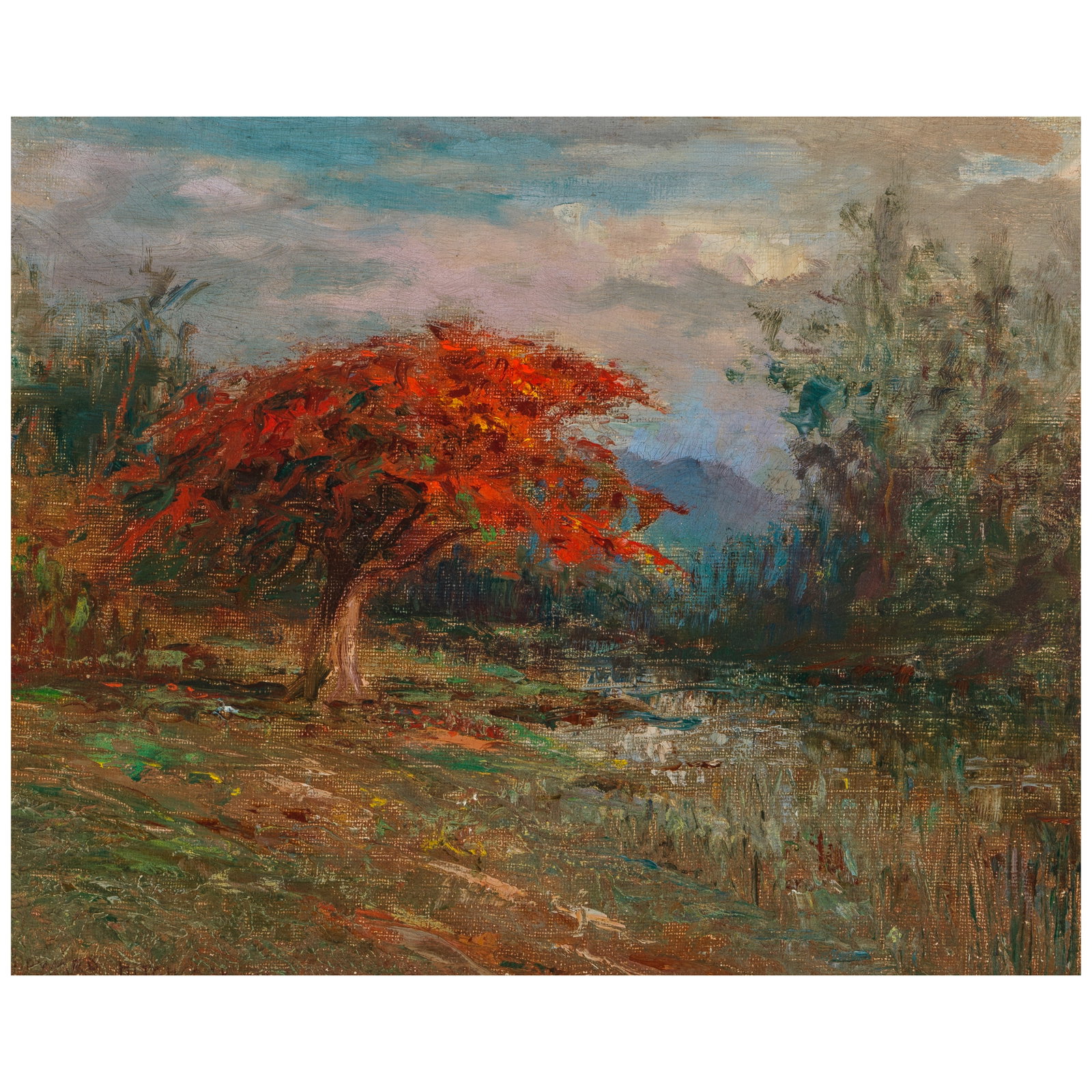 David Howard Hitchcock (1861-1943) Flame Tree in Bloom, Hawaiʻi 10 1/4 x 13 in.: David Howard Hitchcock (1861-1943) Flame Tree in Bloom, Hawaiʻi signed 'D. HOWARD HITCHCOCK' (lower left) oil on canvas laid to board 10 1/4 x 13 in. Footnotes: Provenance Douglas Frazer F