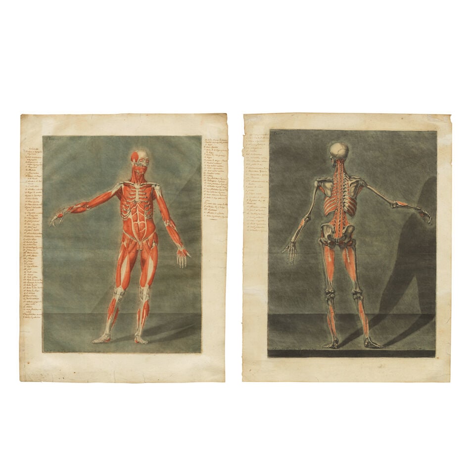 Arnaud Eloi Gautier d'Agoty (French, 1741-1780) Anatomical Studies: Plates IV and X, from Cours ...: Arnaud Eloi Gautier d'Agoty (French, 1741-1780) Anatomical Studies: Plates IV and X, from Cours complet d'anatomie by Nicolas Jadot Two mezzotints in colours, 1773, on heavy laid paper, with anatomica