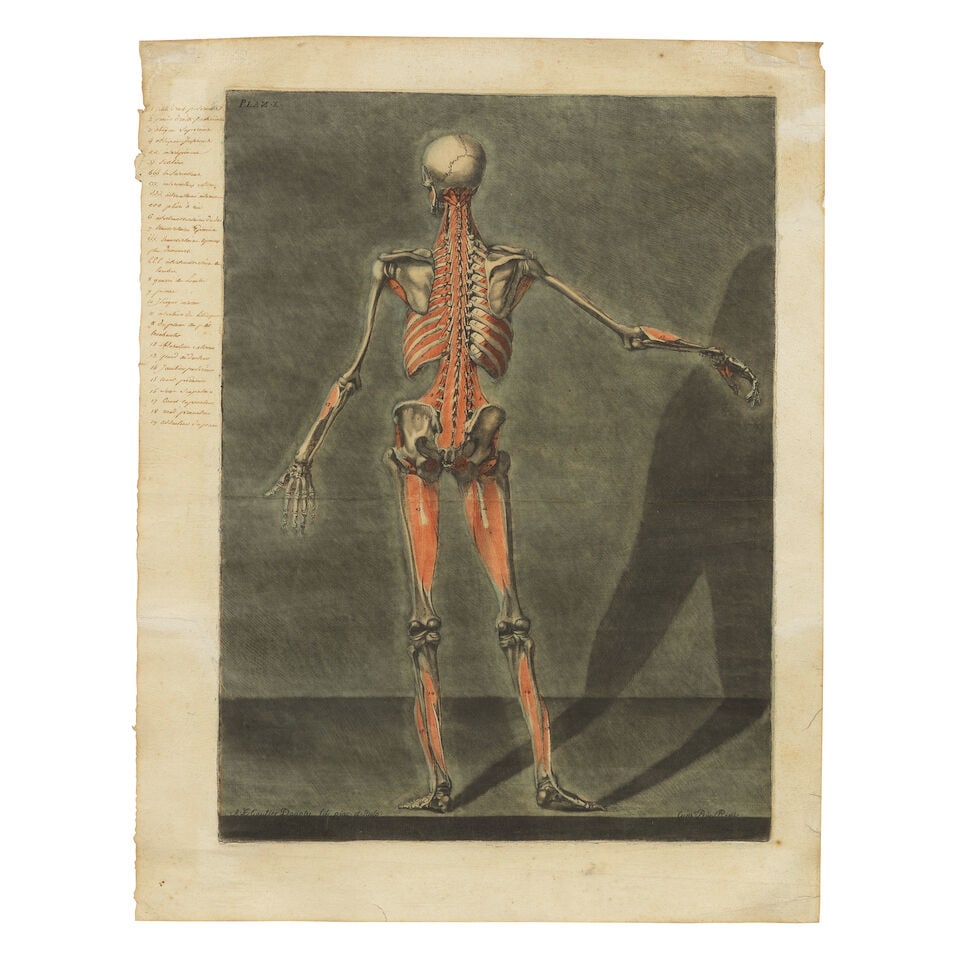 Arnaud Eloi Gautier d'Agoty (French, 1741-1780) Anatomical Studies: Plates IV and X, from Cours ... - 2