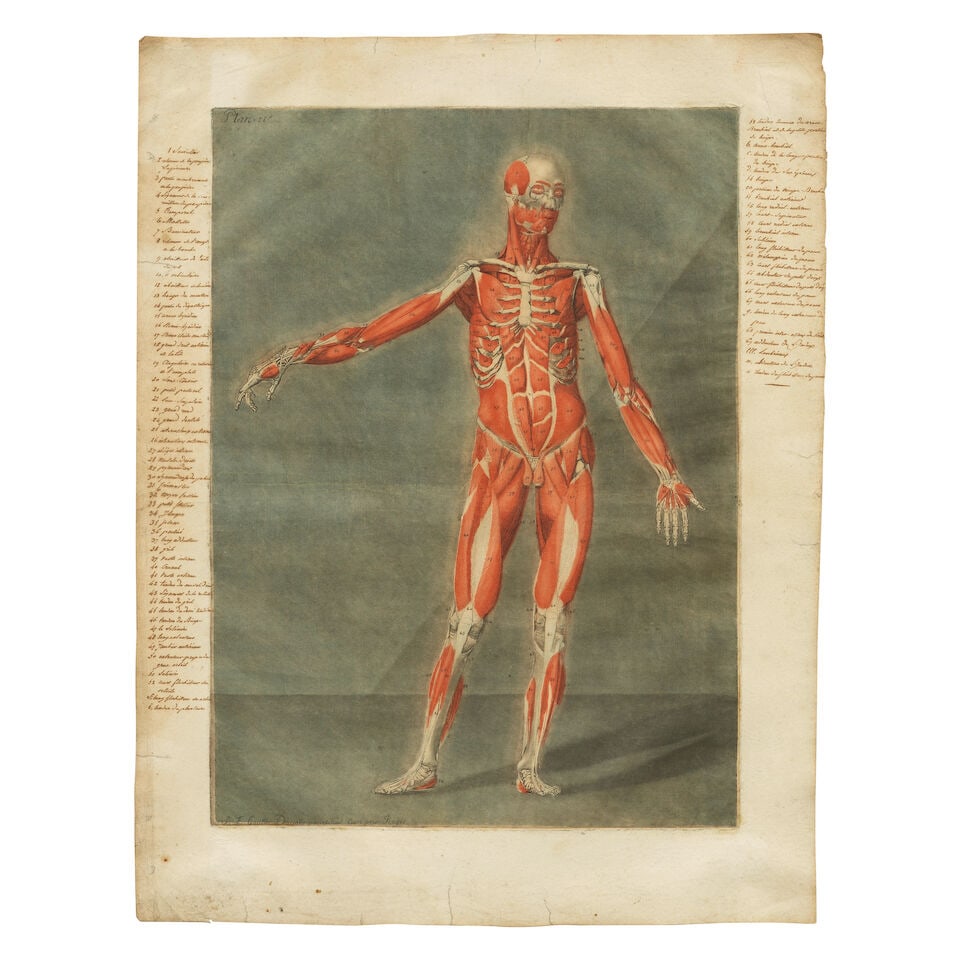 Arnaud Eloi Gautier d'Agoty (French, 1741-1780) Anatomical Studies: Plates IV and X, from Cours ... - 3