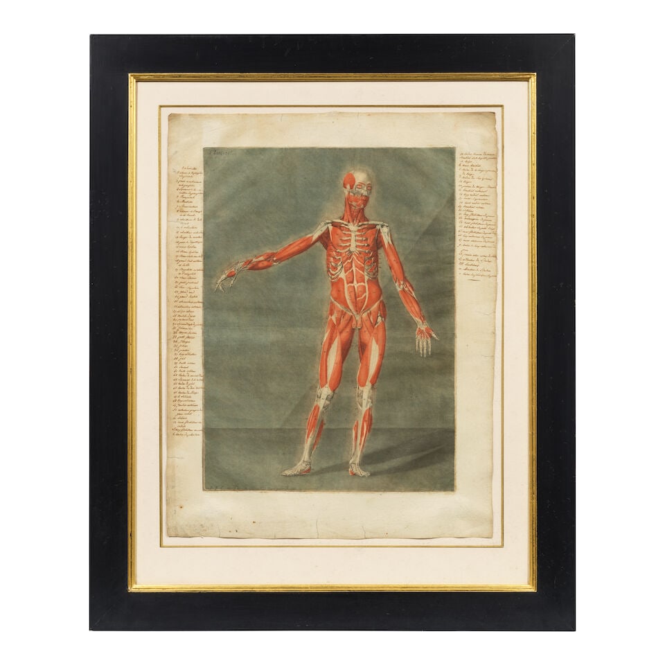 Arnaud Eloi Gautier d'Agoty (French, 1741-1780) Anatomical Studies: Plates IV and X, from Cours ... - 5