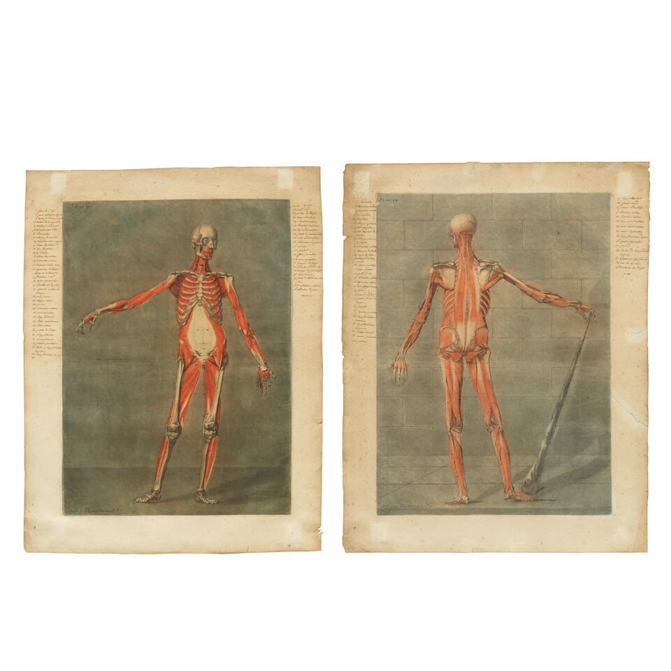 Arnaud Eloi Gautier d'Agoty (French, 1741-1780) Anatomical Studies: Plates V and IX, from Cours ...: Arnaud Eloi Gautier d'Agoty (French, 1741-1780) Anatomical Studies: Plates V and IX, from Cours complet d'anatomie by Nicolas Jadot Two mezzotints in colours, 1773, on heavy laid paper, with anatomica