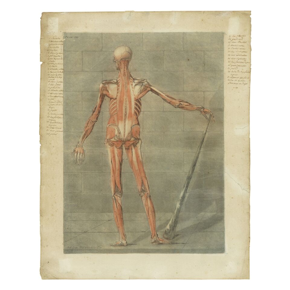 Arnaud Eloi Gautier d'Agoty (French, 1741-1780) Anatomical Studies: Plates V and IX, from Cours ... - 2