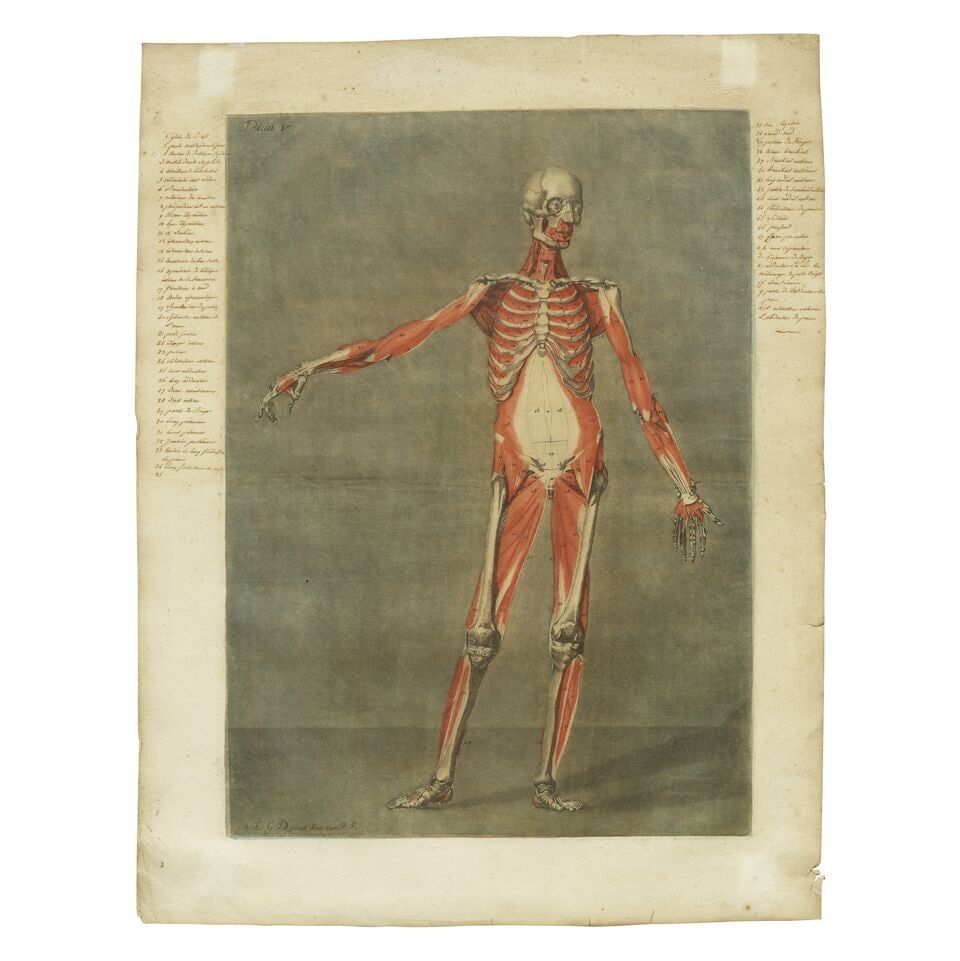 Arnaud Eloi Gautier d'Agoty (French, 1741-1780) Anatomical Studies: Plates V and IX, from Cours ... - 3