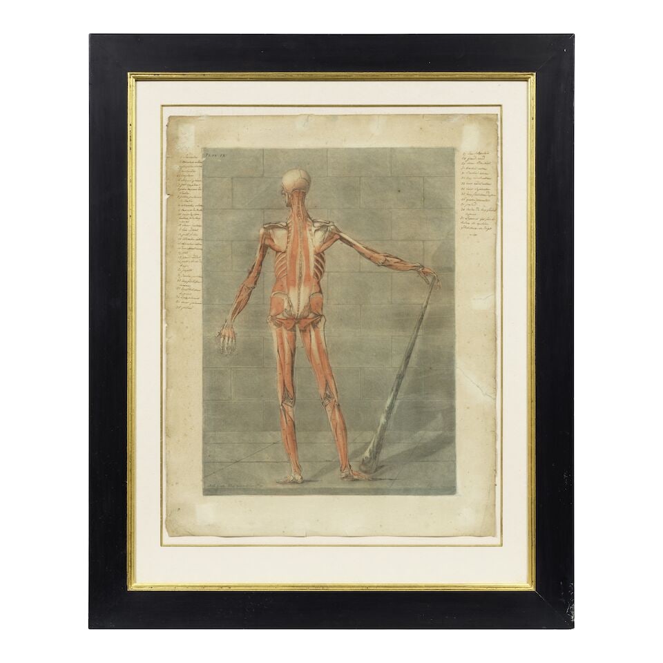 Arnaud Eloi Gautier d'Agoty (French, 1741-1780) Anatomical Studies: Plates V and IX, from Cours ... - 4