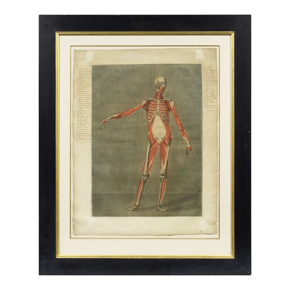 Arnaud Eloi Gautier d'Agoty (French, 1741-1780) Anatomical Studies: Plates V and IX, from Cours ... - 5
