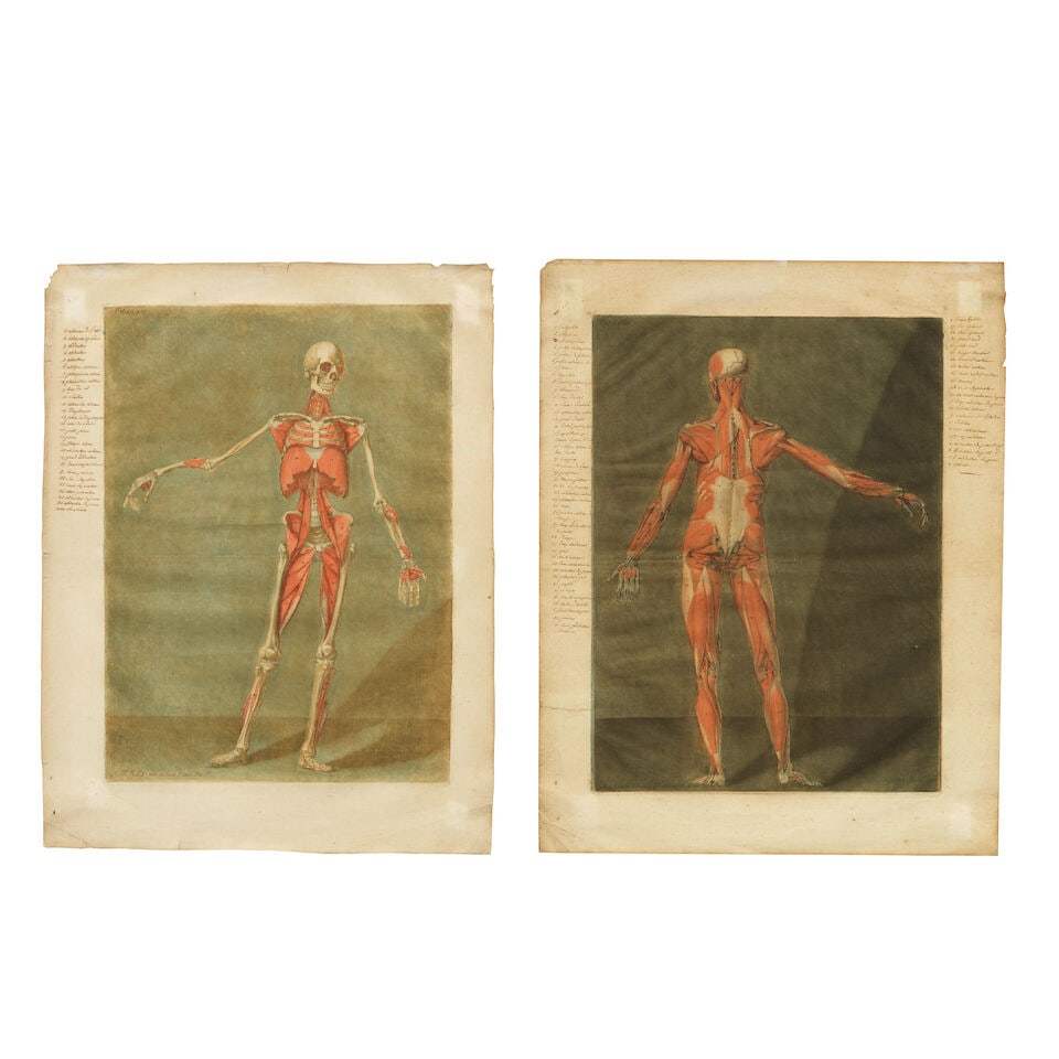 Arnaud Eloi Gautier d'Agoty (French, 1741-1780) Anatomical Studies: Plates VI and VIII, from Cou...: Arnaud Eloi Gautier d'Agoty (French, 1741-1780) Anatomical Studies: Plates VI and VIII, from Cours complet d'anatomie by Nicolas Jadot Two mezzotints in colours, 1773, on heavy laid paper, with anatom
