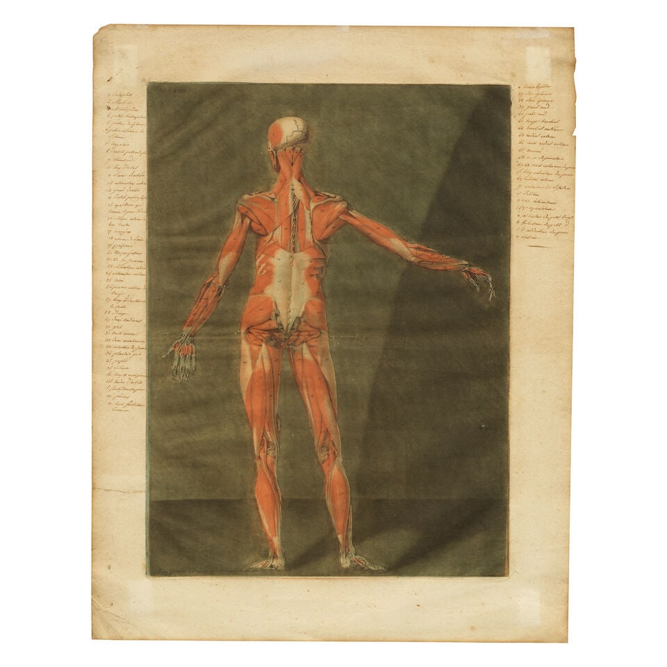 Arnaud Eloi Gautier d'Agoty (French, 1741-1780) Anatomical Studies: Plates VI and VIII, from Cou... - 2