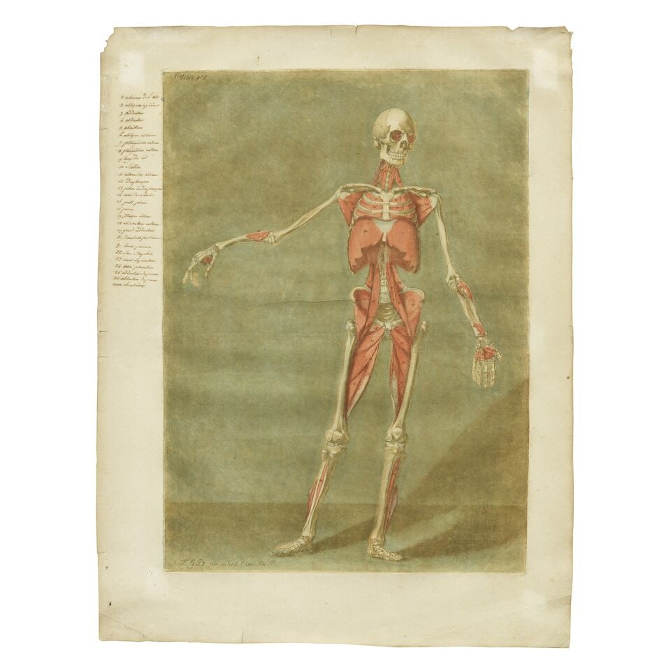 Arnaud Eloi Gautier d'Agoty (French, 1741-1780) Anatomical Studies: Plates VI and VIII, from Cou... - 3