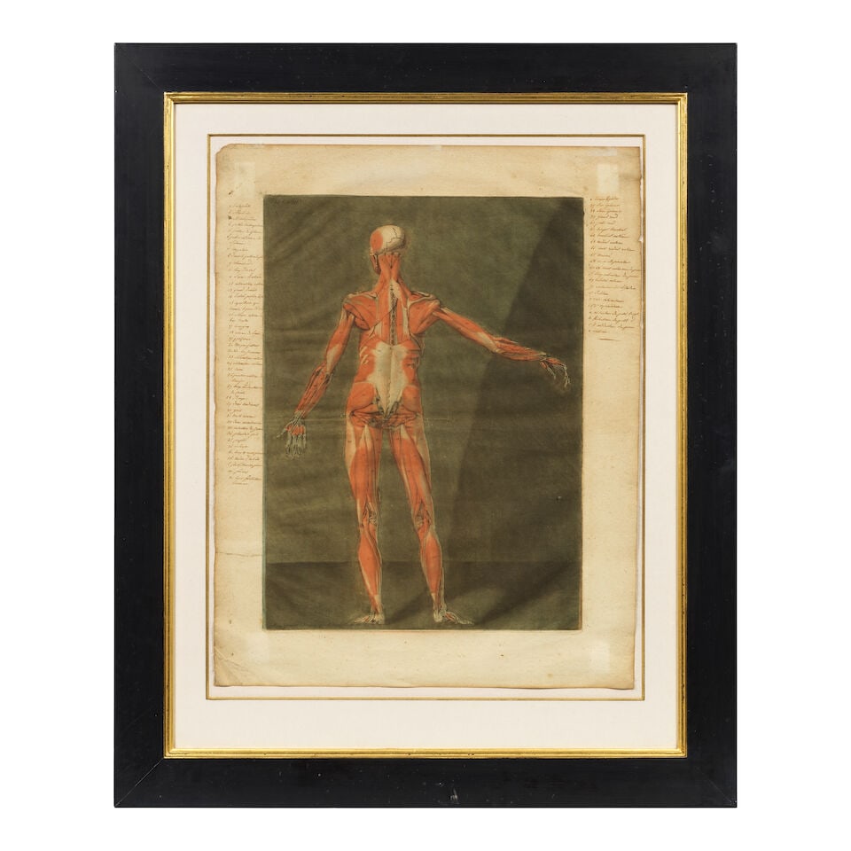 Arnaud Eloi Gautier d'Agoty (French, 1741-1780) Anatomical Studies: Plates VI and VIII, from Cou... - 4