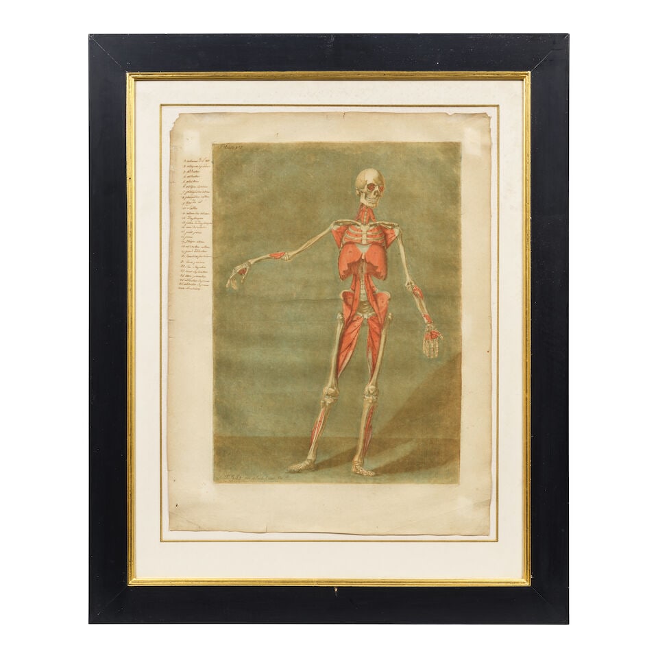 Arnaud Eloi Gautier d'Agoty (French, 1741-1780) Anatomical Studies: Plates VI and VIII, from Cou... - 5