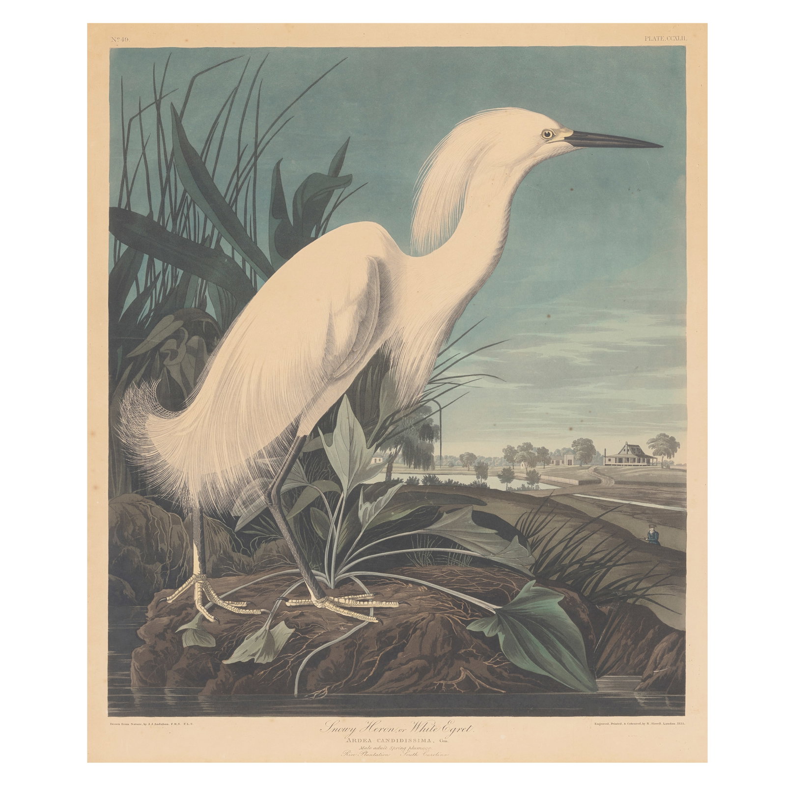 After John James Audubon (1785-1851); Snowy Heron or White Egret, pl. CCXLII; (1 of 1)