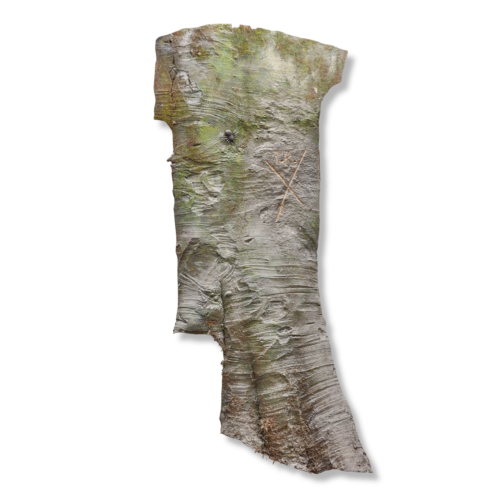 The Witness Tree, marking the boundary of Fraser's Ridge First seen Season 4, Episode 4, 'Common...: The Witness Tree, marking the boundary of Fraser's Ridge First seen Season 4, Episode 4, 'Common Ground' The painted cast resin tree trunk incised 'F.R.' (for Fraser's Ridge) surmounting an 'X', appli