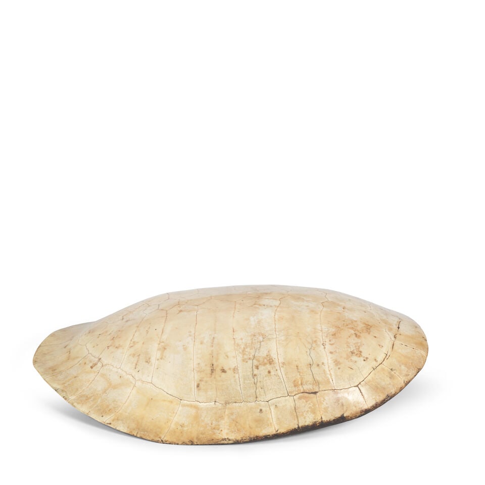 A late 19th century South American (Podocnemis expansa) or Arrau blonde turtle shell - 2