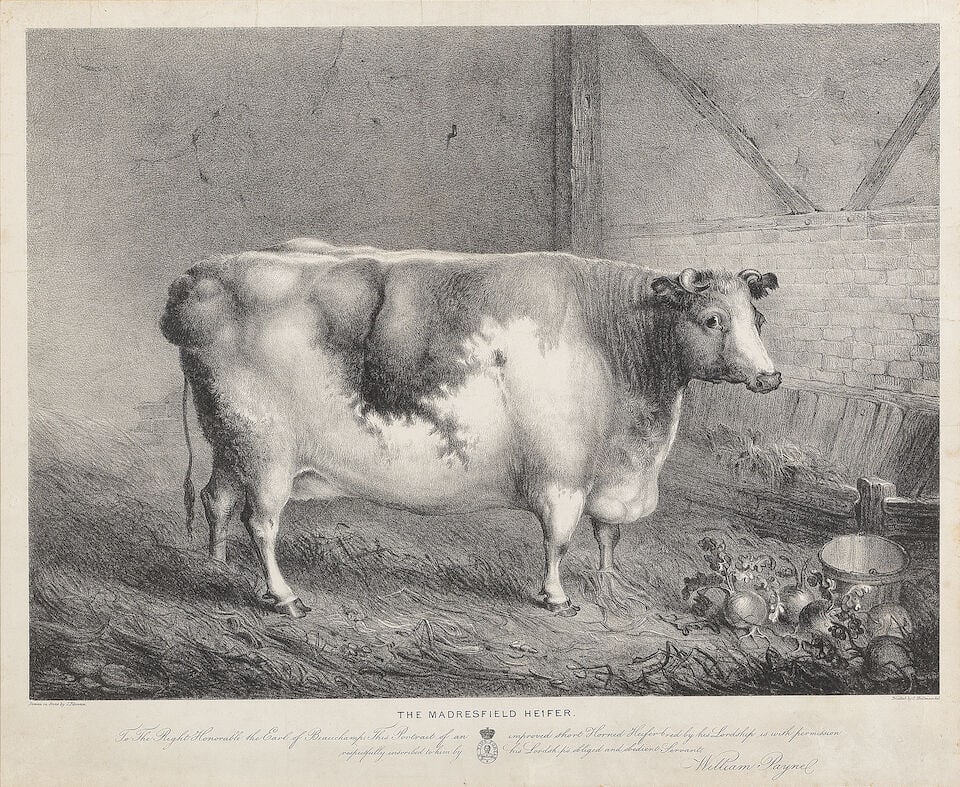 After John Boultbee (English, 1753-1812): An early 19th century coloured aquatint'The Durham Ox'... - 7