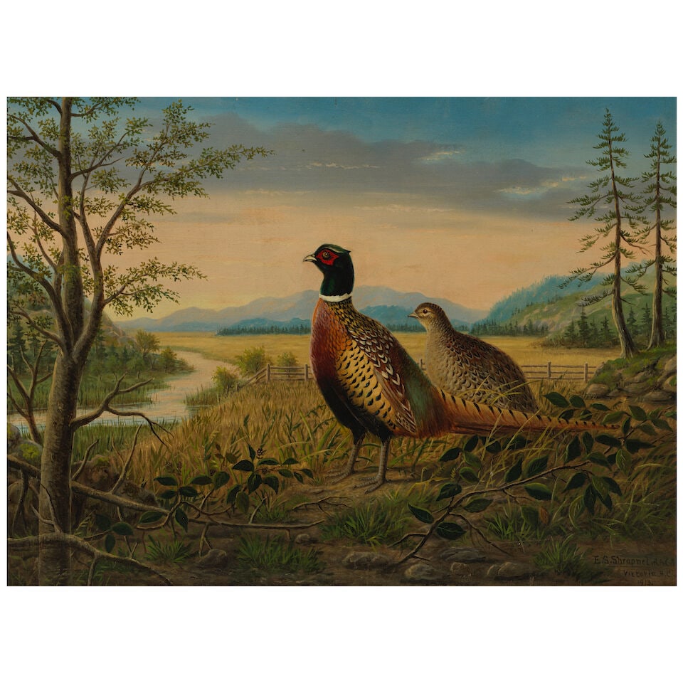 Edward Scrope Shrapnel (British/Canadian, 1847-1920) Pheasants in a Landscape (framed 68.0 x 88....: Edward Scrope Shrapnel (British/Canadian, 1847-1920) Pheasants in a Landscape signed, inscribed, and dated 'E.S. Schrapnel A.B.C.A. / Victoria. B.C. / 1913.' (lower right oil on canvas 57.0 x 77.0 cm 