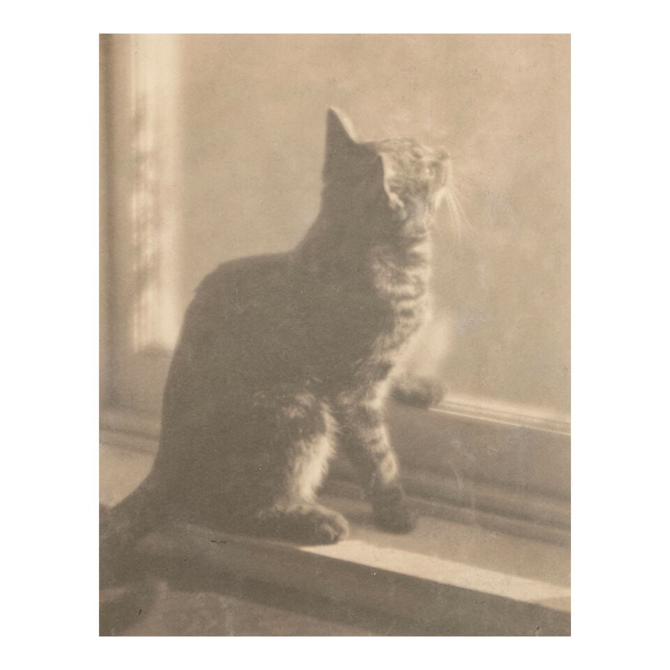 Laura Gilpin (American, 1891-1979); Untitled (Cat in Window);: Laura Gilpin (American, 1891-1979) Untitled (Cat in Window), 1921 platinum print; framed 9 3/8 x 7 3/8 in. (23.8 x 18.9 cm.) framed 20 1/8 x 17 3/8 in. (51.1 x 44.1 cm.) Footnotes: Provenance Christie