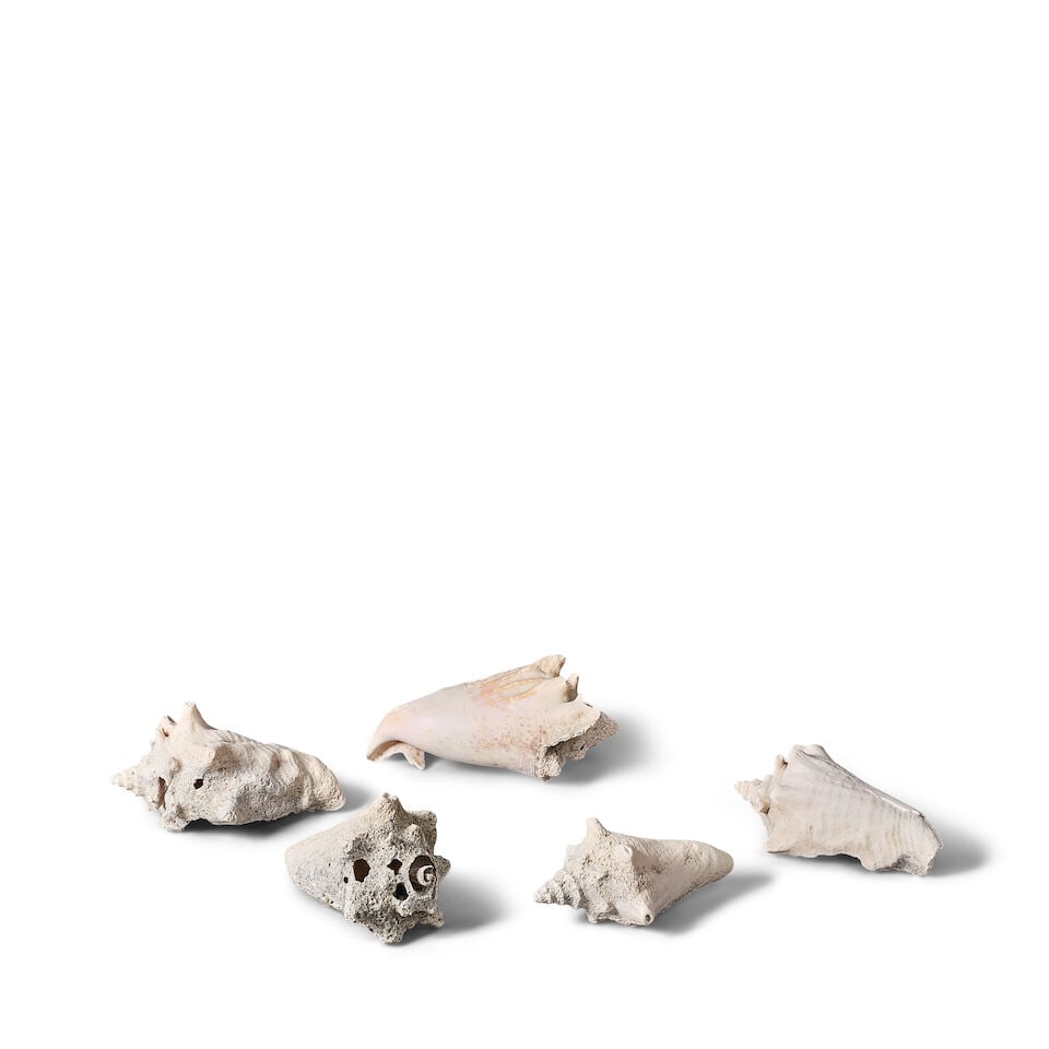 A GROUP OF CONCH SHELLS FEATURED ON THE TRUE COLORS ALBUM COVER AND IN THE MUSIC VIDEO 1986: A GROUP OF CONCH SHELLS FEATURED ON THE TRUE COLORS ALBUM COVER AND IN THE MUSIC VIDEO 1986 Two visible on the album cover and one featured in the music video. (5) length of largest 9 1/2in This lot