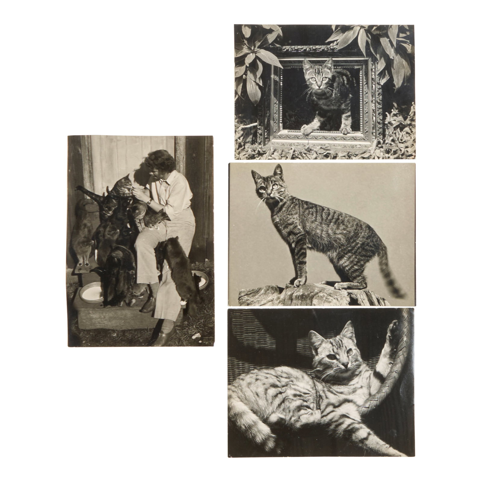 Edward Weston (American, 1886-1958); Selected Cat Studies (comprising 'Jo-Jo and Picture Frame',... (1 of 1)