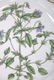 2 Pcs. Royal Copenhagen Flora Danica - 8