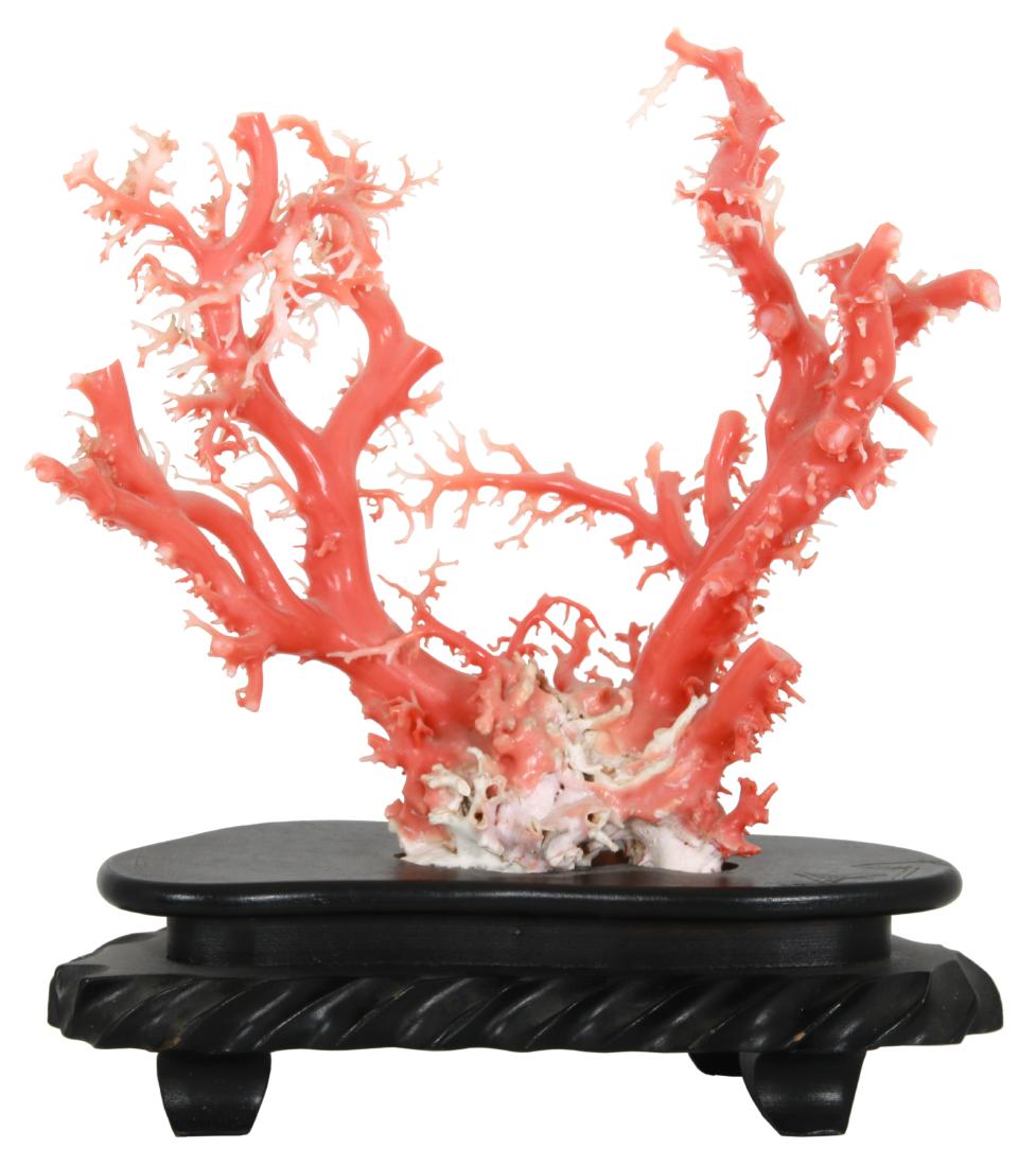 Natural Pink Coral Specimen (1 of 9)