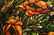 Tiffany Studios Oriental Poppy Chandelier - 7