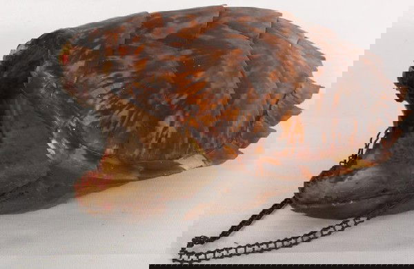 Large Hanging Tortoise Shell (Boulle). Some light: Large Hanging Tortoise Shell (Boulle). Some light losses.