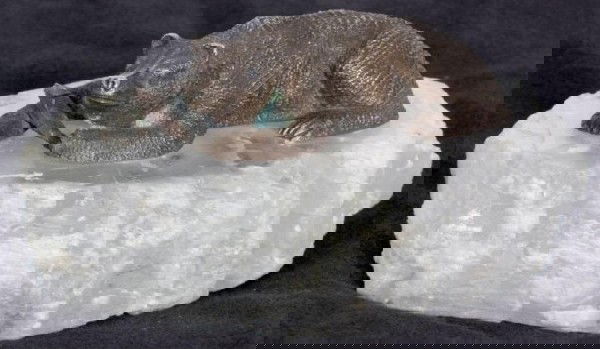 Russian Silver Figural Polar Bear by J. Rappoport R: Russian Silver Figural Polar Bear by Julius Rappoport. The bear is laying on a cut crystal "block of ice" and holding a fish. Marked 84 zol and bears the makers mark of Julius Rappoport (a noted Faber